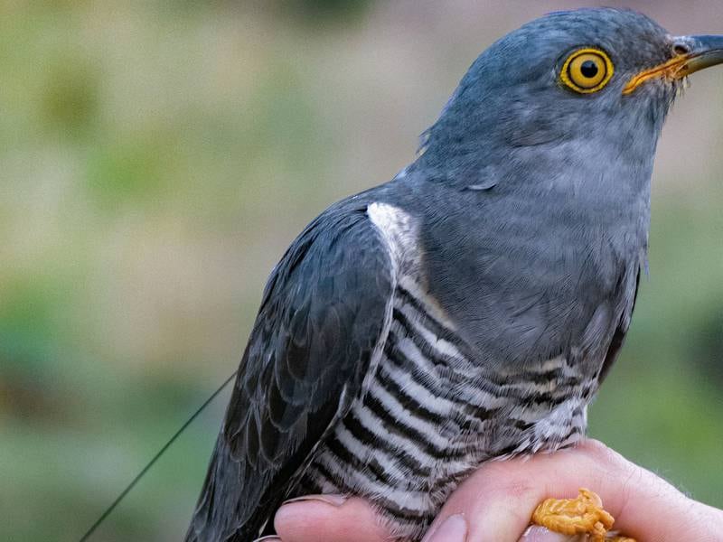 Meet Cuckoo KP, who is just back in Ireland after an epic 9,000km trip to Africa for the winter