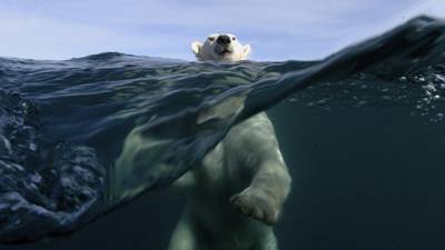 Goodbye, polar bears: Why climate change is much worse than you think