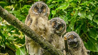 We were lucky to have three owlets in our area for six weeks. Readers’ nature queries 