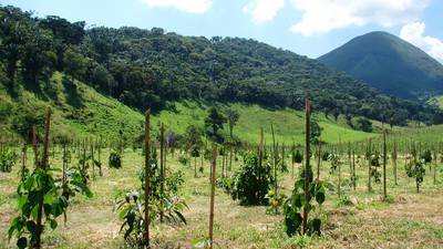 Monumental task  of replanting forests on  ‘landscape-scale’