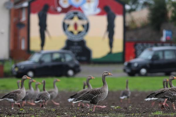 Geese in the Hammer: a poet’s portrait of his loyalist home turf