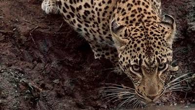 Loss of large carnivores damaging ecosystems
