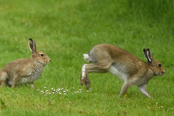 Madigan rules out plans to reintroduce hares to Bull Island