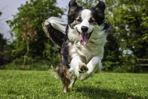 The rise and fall of the canine war on cars