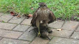 Death in the garden: when sparrowhawks attack