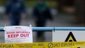 Northern Ireland introduces new measures to combat avian influenza