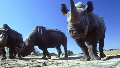 Member of ‘Rathkeale Rovers’ jailed for rhino horn smuggling