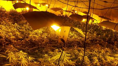 Cannabis crop valued at €2.7m found in north Dublin warehouse