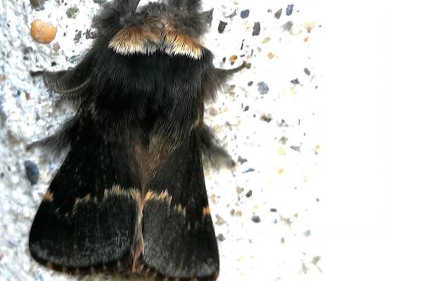 Does this moth’s furry coat keep it warm? Readers’ nature queries
