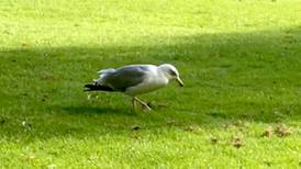 Why were seagulls dancing in Trinity College Dublin this week?