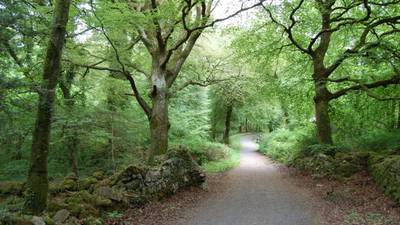 Go Walk: Garryland Woods, Co Galway