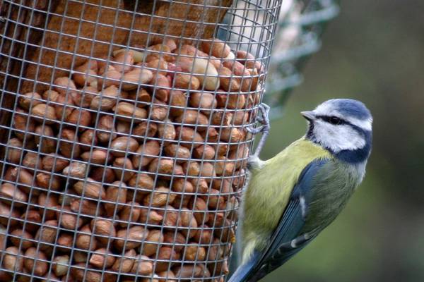 Is it too late to put out a nest box for blue tits? Readers’ nature queries