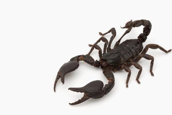 EasyJet travellers stranded in Paris as scorpion found on plane