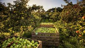 How do you like them apples? Armagh festival celebrates its favourite fruit