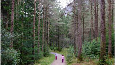 Public access to forests raised as part of growing opposition to sale of Coillte  rights