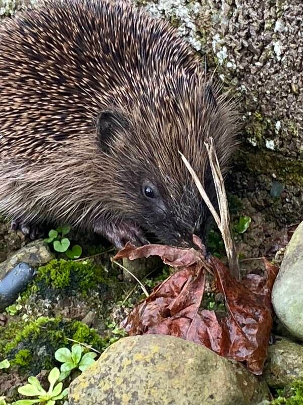 The plight of Irish hedgehogs is a cause for concern. It’s been years since I’ve seen one