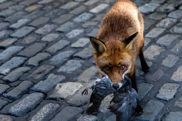 Meet Sam, the resourceful young fox that has made Dublin city centre its home
