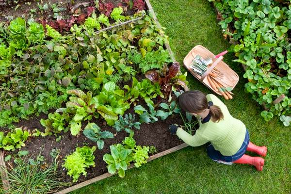 Six ways to get your garden ready for spring