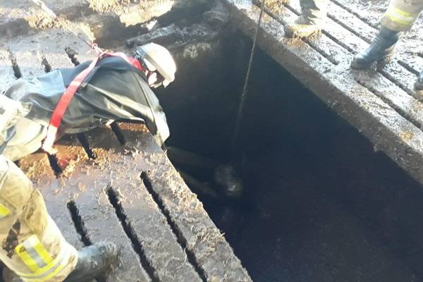 Three cows rescued from slurry pit on Northern Ireland farm