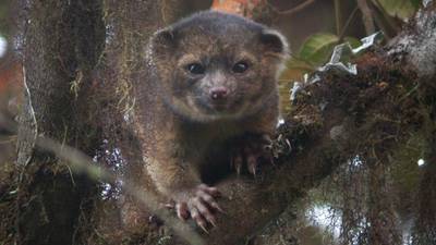 Tinkerbell and cuddly bears top new species list