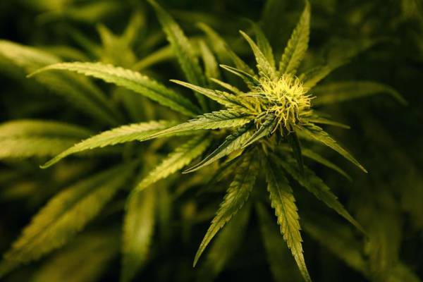 Proposals to liberalise cannabis laws expected before Cabinet