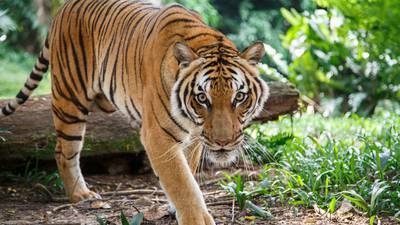 Tiger in the Bronx tests positive for coronavirus