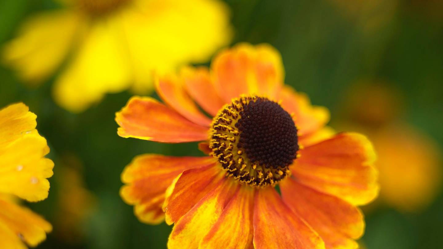 Time to plant perennials – but choose flowers that get along – The ...