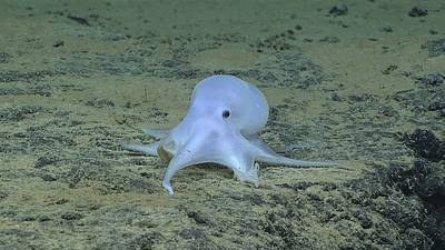 Casper the ghost-like octopus emerges from the deep