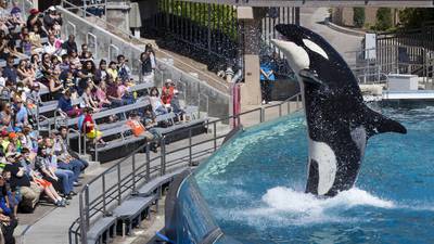 SeaWorld to end killer whale shows after years of protests