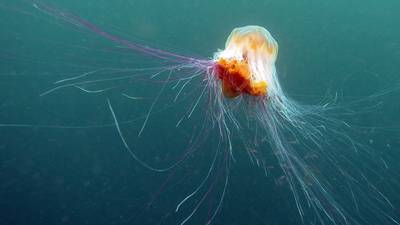 Alert  over influx of Lion’s Mane  jellyfish along north Dublin coast