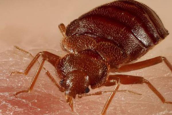 Give Me a Crash Course in . . . Parisian bed bugs