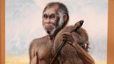 New ‘hobbit’ fossils may  reveal origins of the species