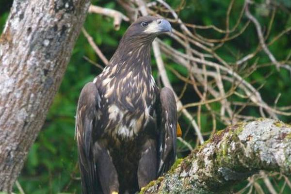 Eddie the Glengarriff eagle found dead in Dingle