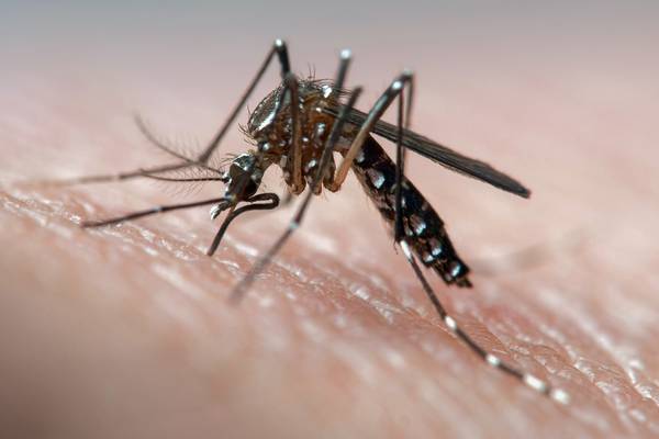 China declared malaria-free after 70-year eradication campaign