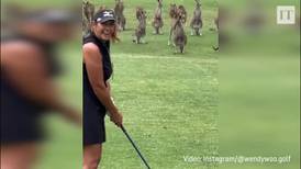 Mob of kangaroos faces up to golfer in Australia