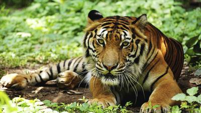 India’s tiger population up 30%, new report finds