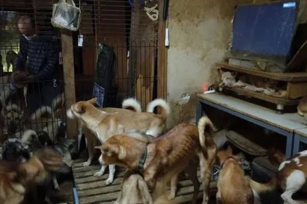 Tiny Japanese home ‘filled’ with 164 starving dogs