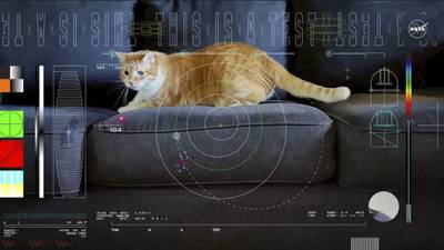 Feline frontier: in space no one can hear you miaow