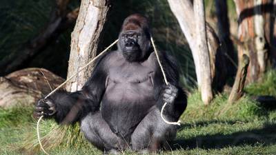 London Zoo gorilla drank five litres of blackcurrant squash after escape