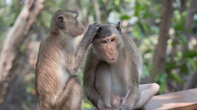 Genetically modified monkeys may shed light on autism