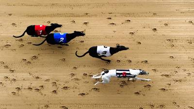 Greyhounds ‘shot, drowned and abused’, Oireachtas hears