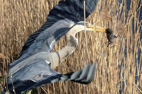 This heron swallowed its struggling rat whole. Readers’ nature notes and queries