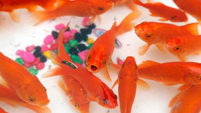 Japanese couple arrested for ‘forcing girl to eat 30 goldfish’