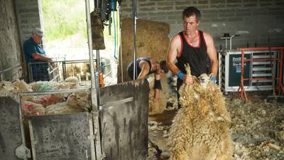 'It's as bad as it's ever been': sheep farmers struggle with rising inflation