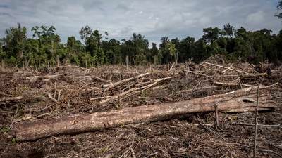 Indonesia says stricter controls leading to fall in deforestation