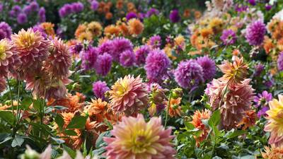 Take a little time with the dahlias to keep the garden in bloom