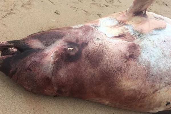 ‘Very unusual’ number of stranded Cuvier’s beaked whales found