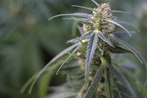 Gardaí seize 80 cannabis plants from Longford grow house