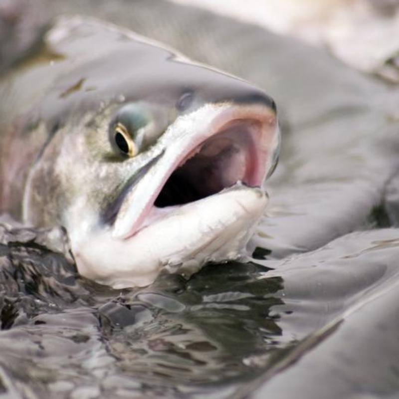 Catastrophic decline of wild Irish salmon is another of the slow scandals of Irish life