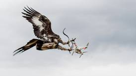 Eagles vs drones: French army trains birds of prey  for combat
